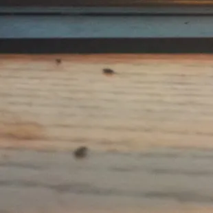 Mouse droppings, so grouse... I'm glad my meal was over