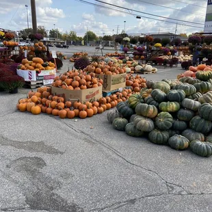 Tons of pumpkin varieties