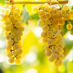 a bunch of grapes hanging from a vine