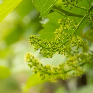 a close up of a vine