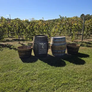 Picture of the vines and barrels