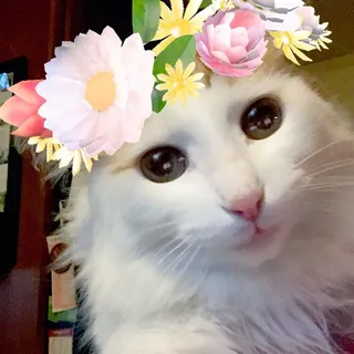 Megann R.