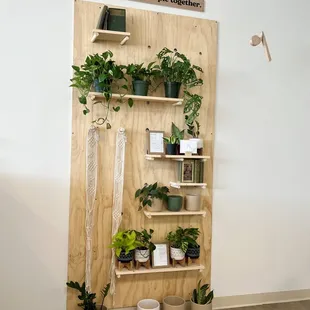 a wooden shelf with plants on it