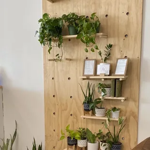 plants