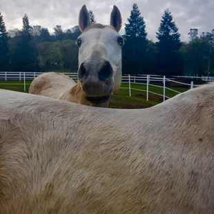PJ and his pasture mate