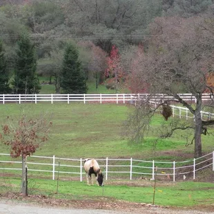 Pastures