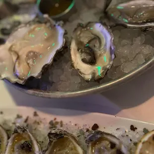 Oysters