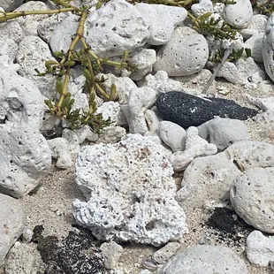 Hawaiian bees live in corrals. They are smaller because native Hawaiian plants are smaller. They are endangered