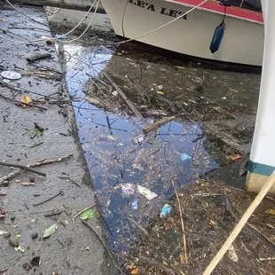Ala Wai Harbor pre cleanup