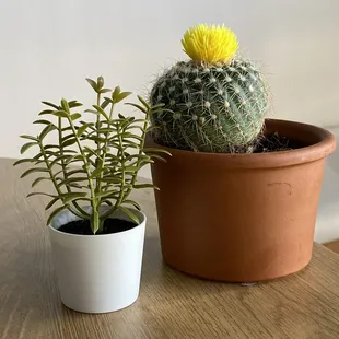 two potted plants on a table