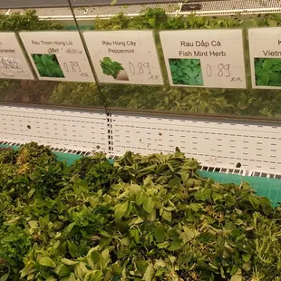 Lots of herbs and greens
