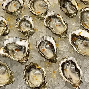 a platter of oysters