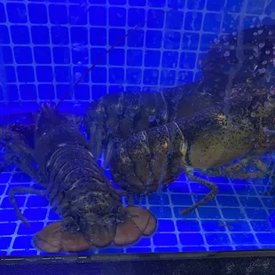 Live Maine lobsters