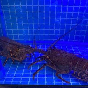 two lobsters in a tank