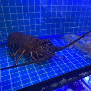 Live California Spiny Lobster