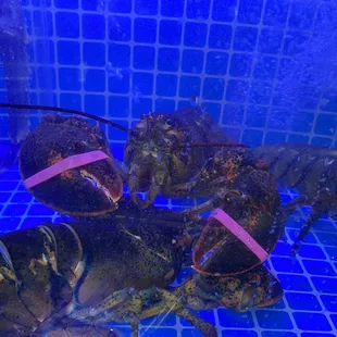 Live Maine lobsters