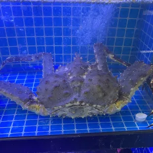 Live king crab