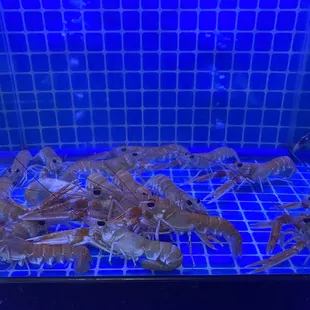 live Nephrops norvegicus