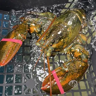 Live Maine lobster
