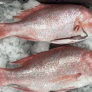 Red Snapper for Sashimi