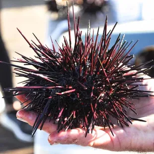 Santababra sea urchin