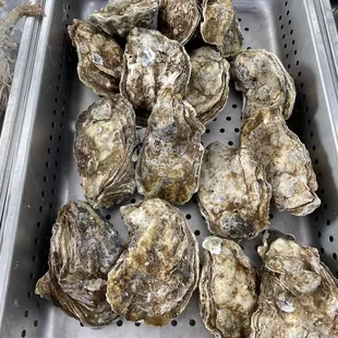 Live oyster