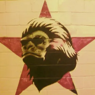 a monkey with a star in the background