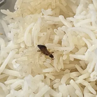 Saag Chicken, Naan and rice and cockroach.