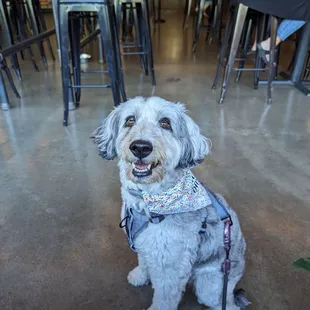 a dog wearing a bandana