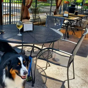 Dog friendly! Tons of bowls available.