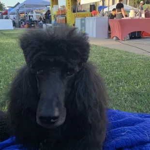 Lucy enjoying the Food Festival