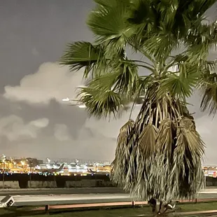 a palm tree in the foreground