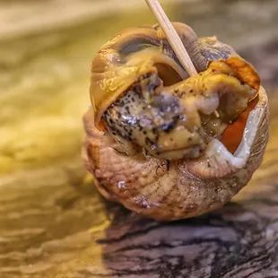 a snail shell with chopsticks