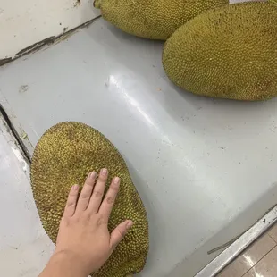 jackfruits on display