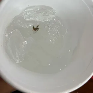 Roach in my fountain drink