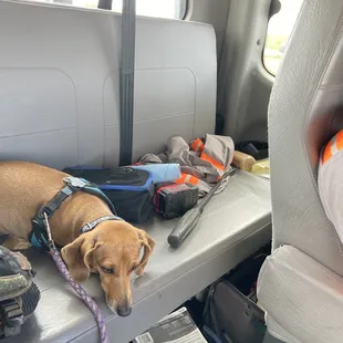 My dog riding in the tow truck with us!
