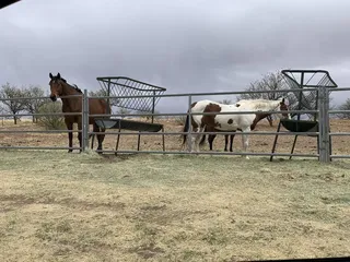 Buffalo Corral Riding Stables