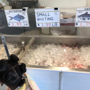 a little girl looking at fish