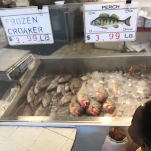 a little girl looking at fish