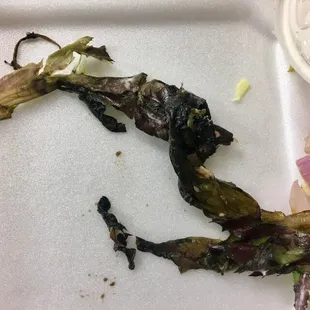 Nasty lettuce in salad