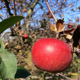 a red apple hanging from a tree