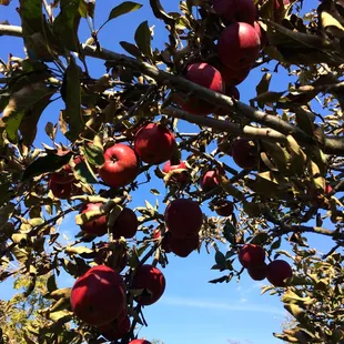 red apples on a tree