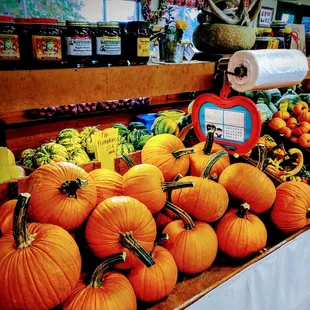 Pumpkin pie pumpkins