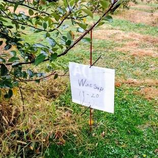 Signs mark the variety of apple