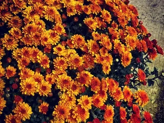 Batavia Farmers Market