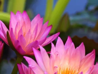 Watercolors Aquatic Farms