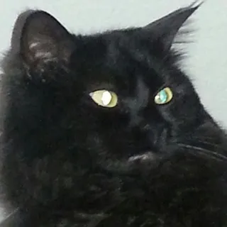 Todd F.