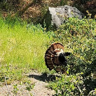Wild turkey in the yard