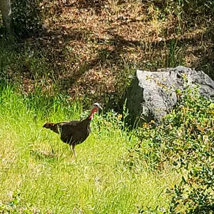 Wild turkey in the yard