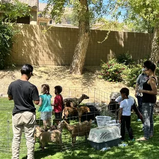 Petting zoo